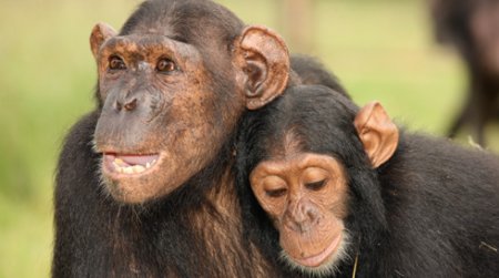 Рай для шимпанзе на канала Animal Planet